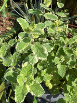 buy pineapple mint plant Pineapple Mint – Incredible Edible Landscapes