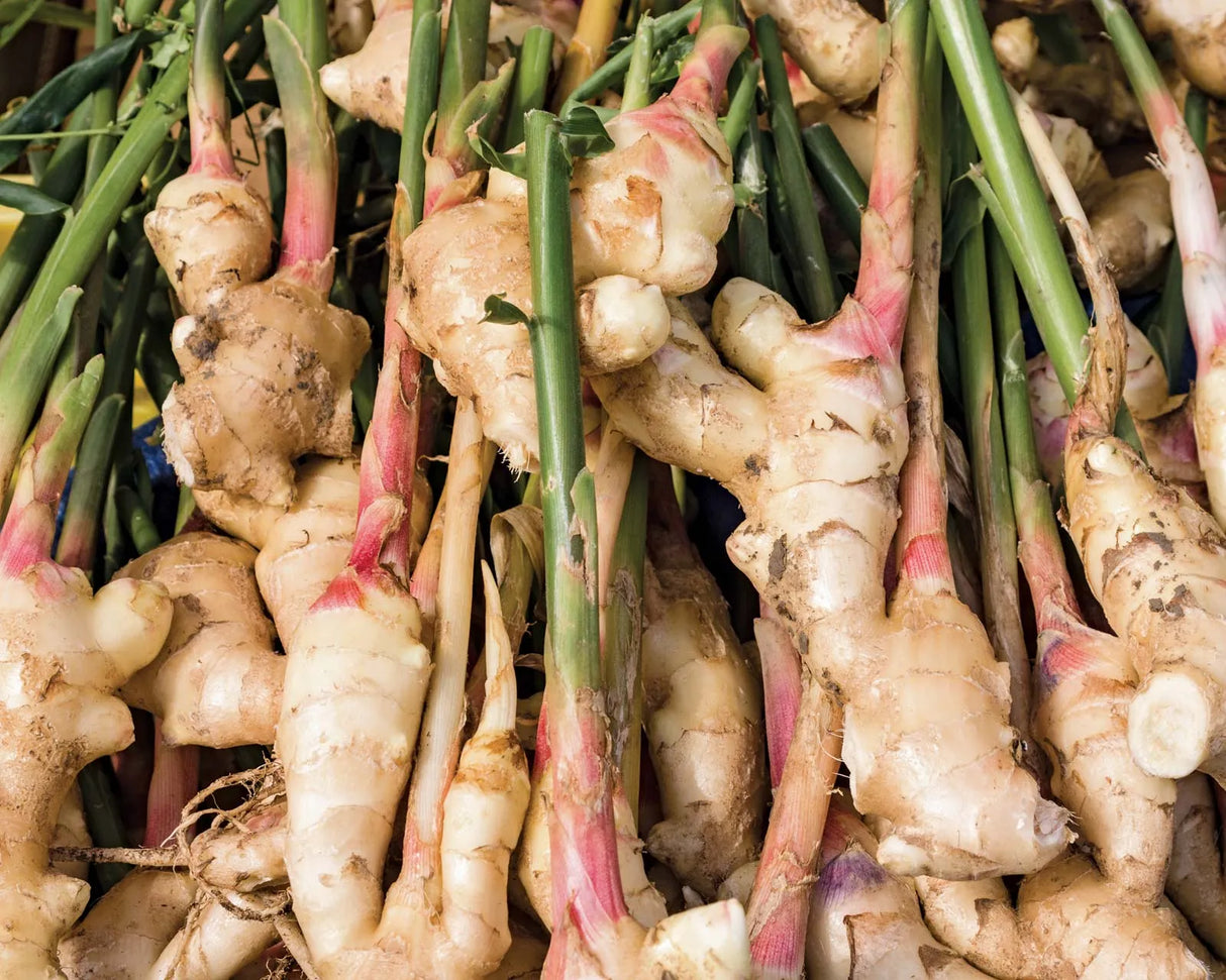 Ginger Plant