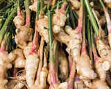 Ginger Plant