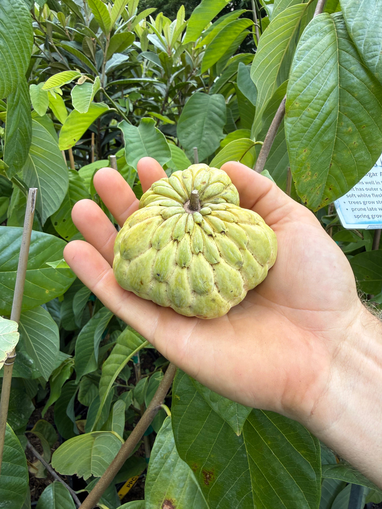 Atemoya Tree 'Phet Pak Chong'