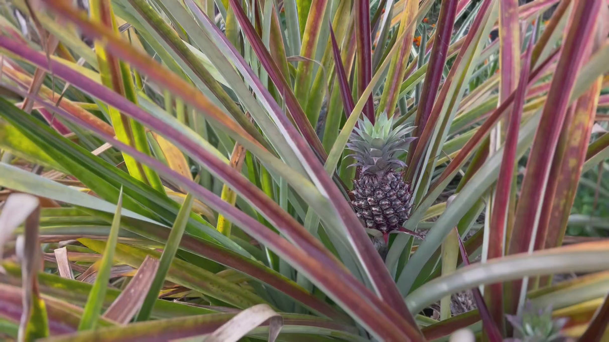 Pineapple-Sugarloaf-FieldOfPlants