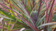 Pineapple-Sugarloaf-FieldOfPlants