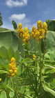CandlestickCassia-FlowerCloseUp-WITHCATERPILLAR