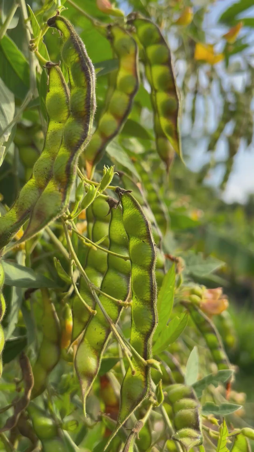 PigeonPea-LoadedPlant