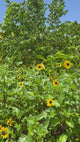 DuneSunflower