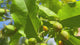 PeanutButterFruit-BabyAndMaturingFruits