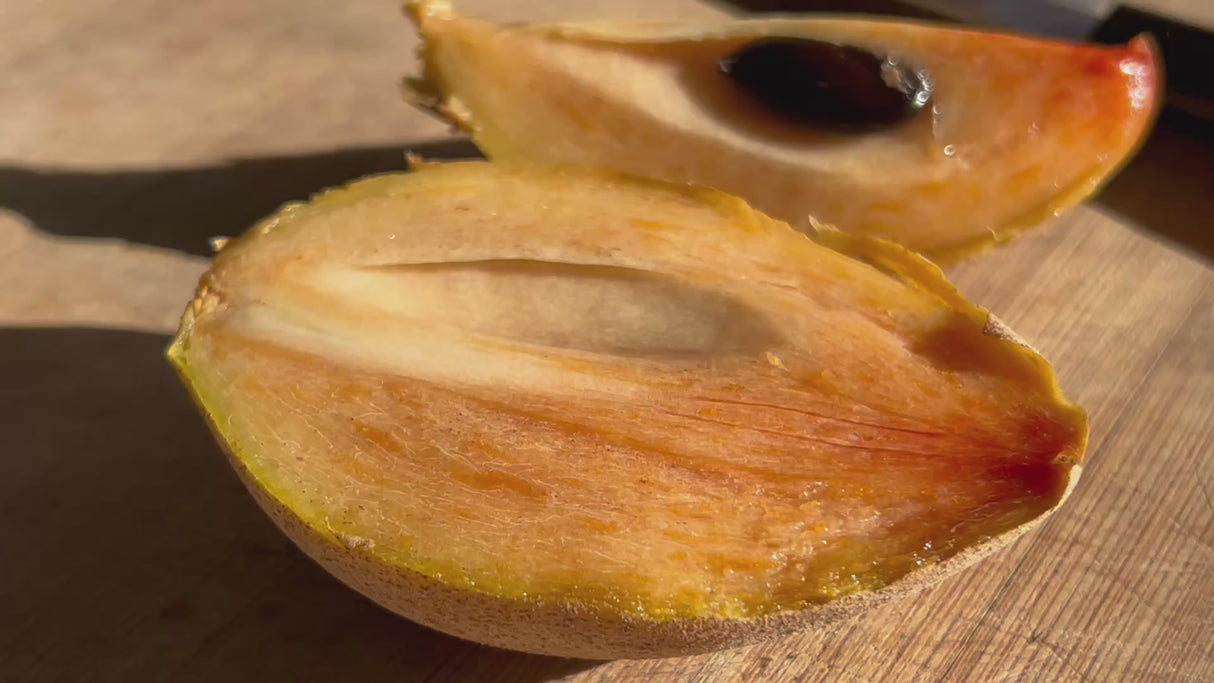 Sapodilla-SilasWood?