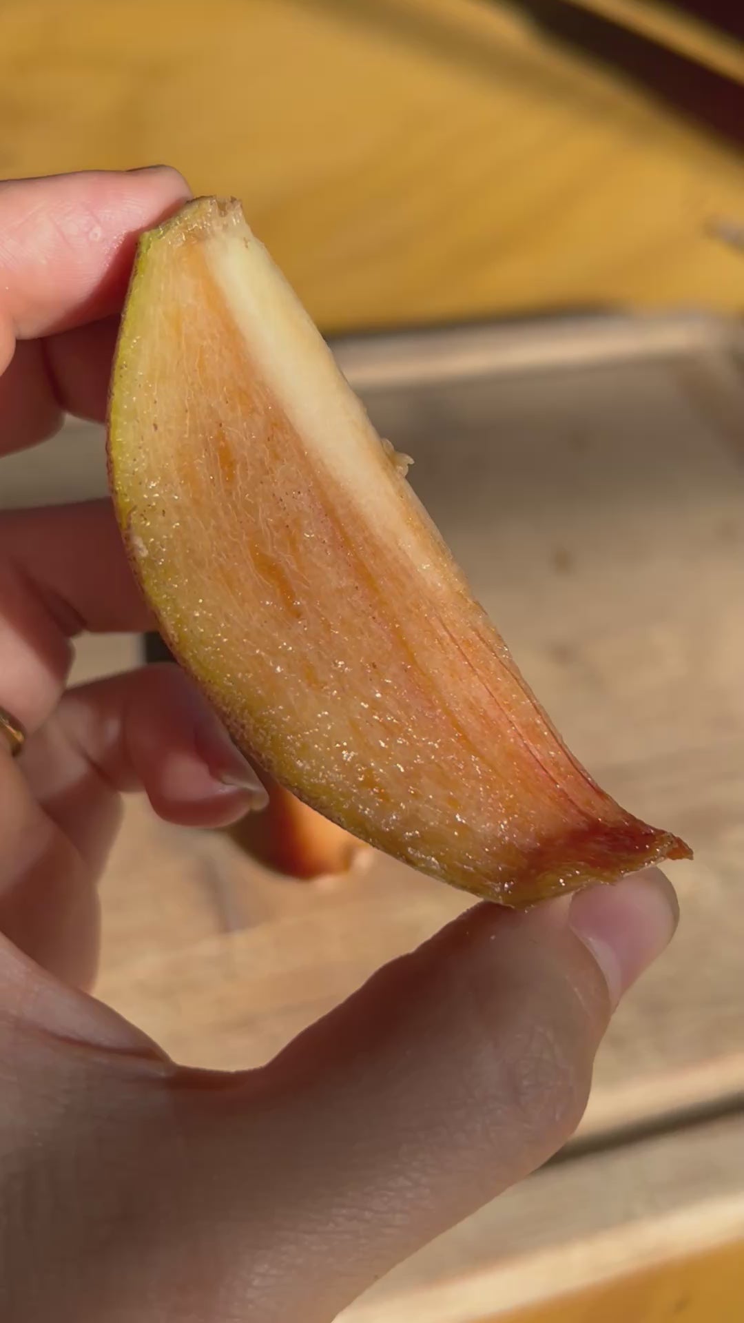 Sapodilla Tree 'Alano'