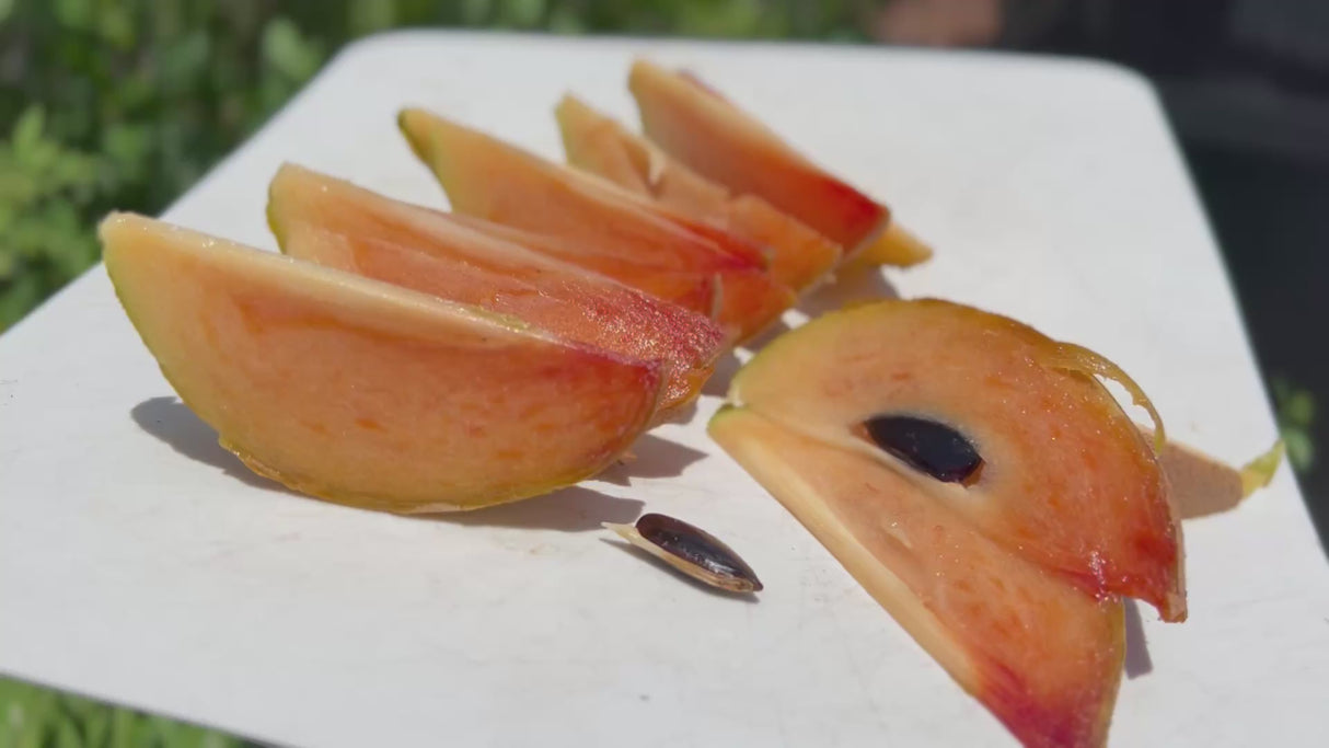 Sapodilla-Alano?