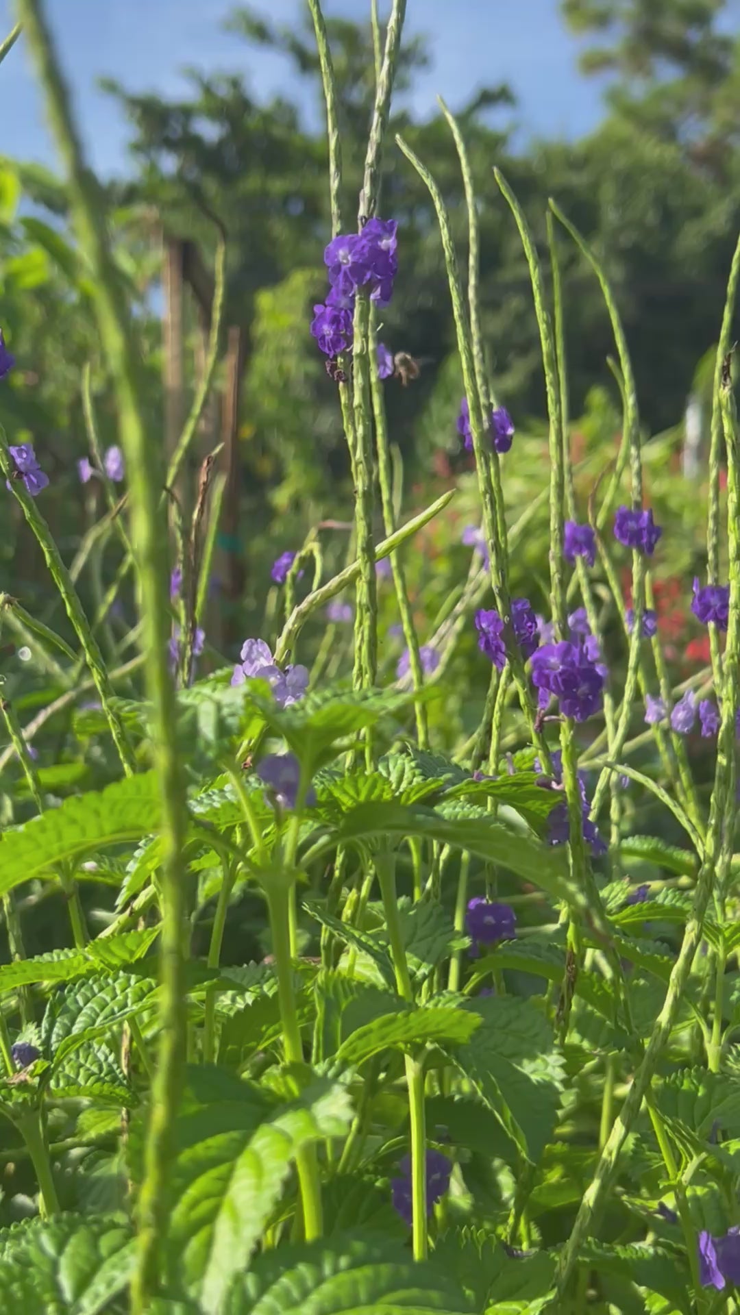 BluePorterweed-FlowersAndBees