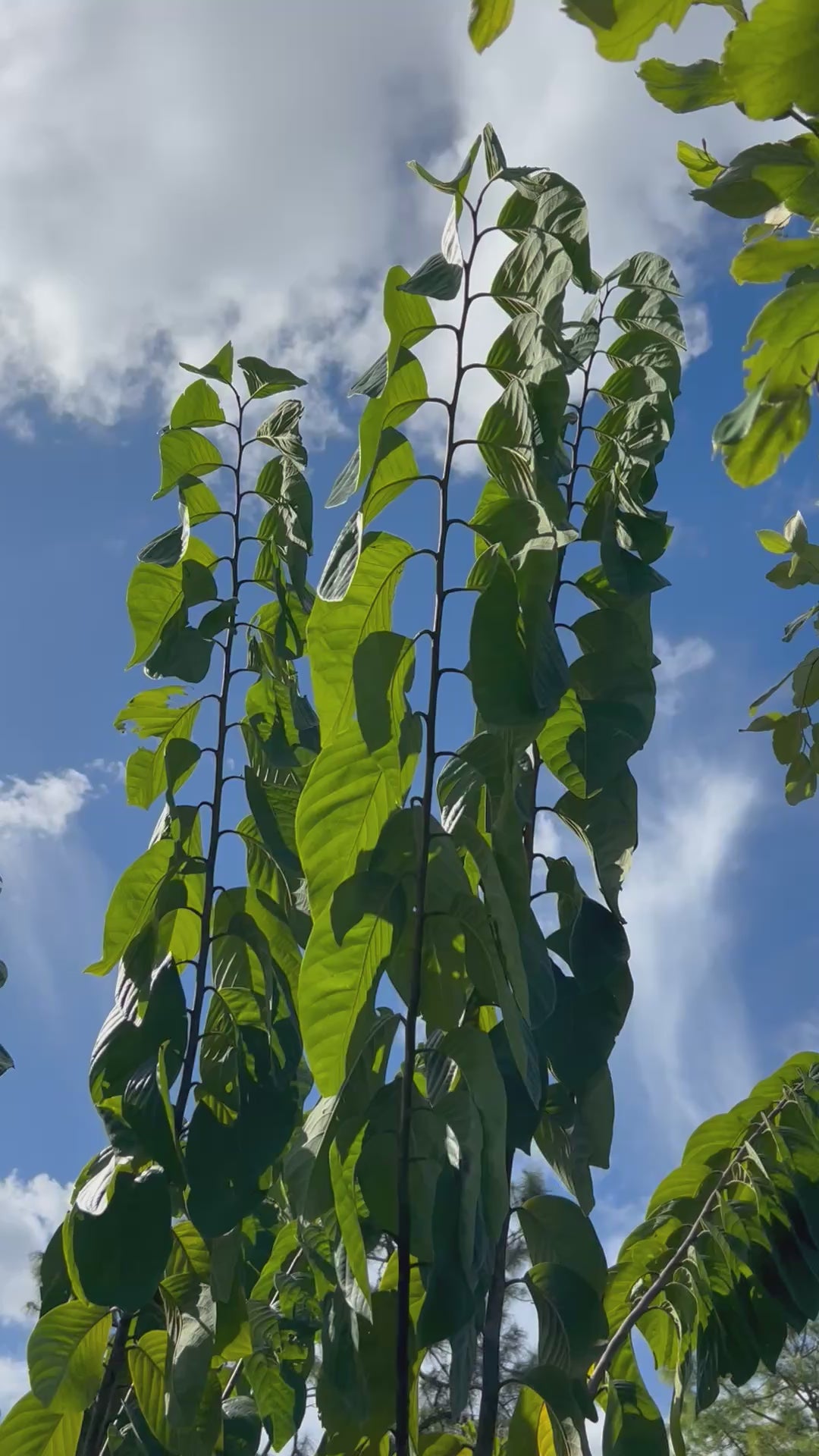 Atemoya-Dream-25Gal-BodyShot-LOL