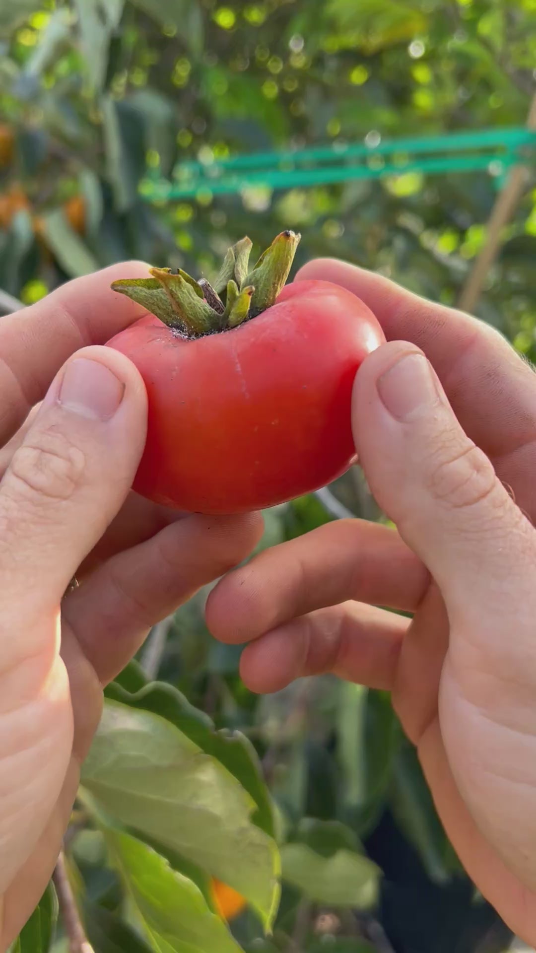 Persimmon-Hudson-FruitPull