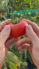 Persimmon-Hudson-FruitPull