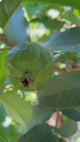 Guava-ThaiWhite-Fruit-Flower-Foliage