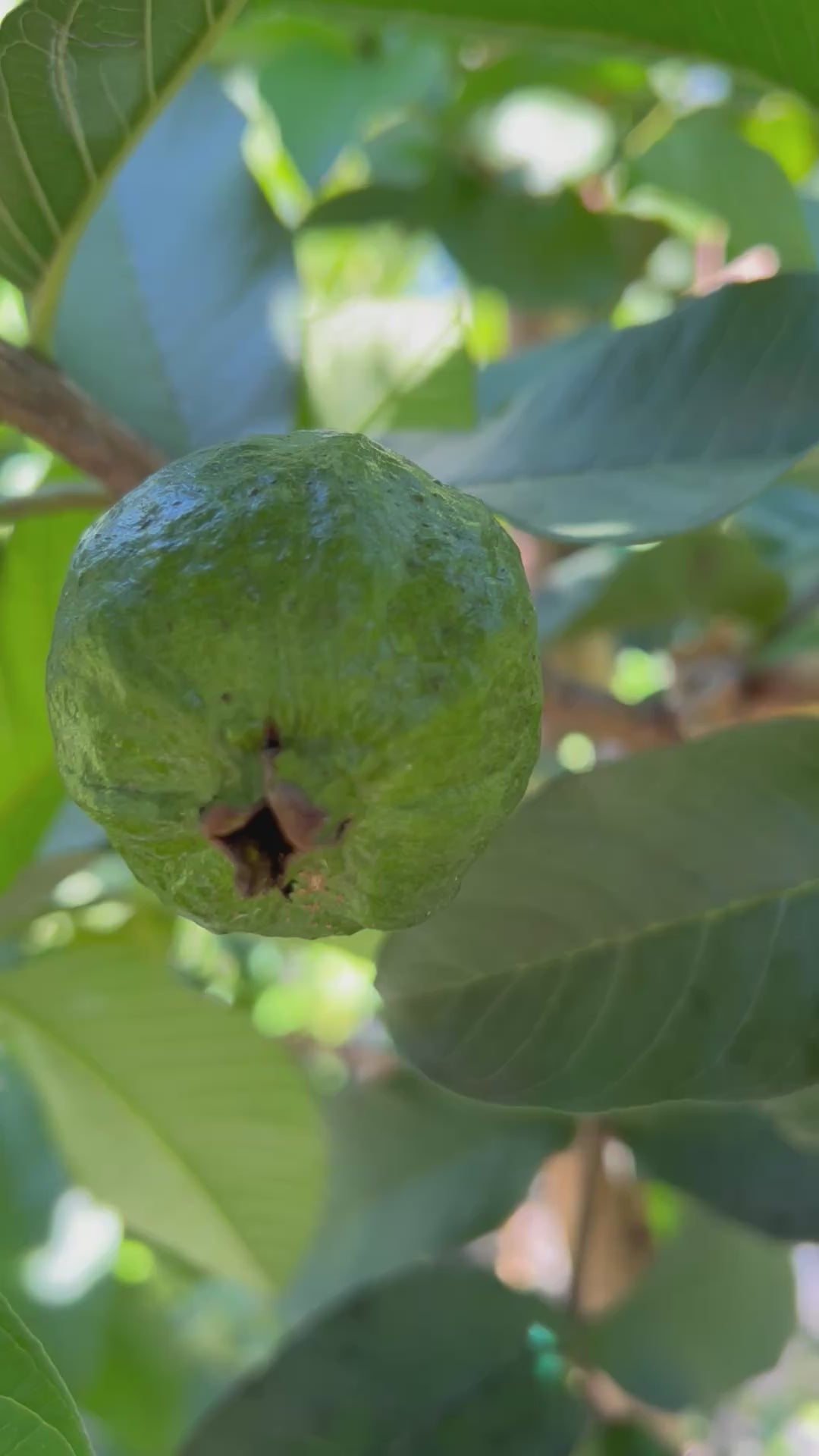 Guava-ThaiWhite-Fruit-Flower-Foliage