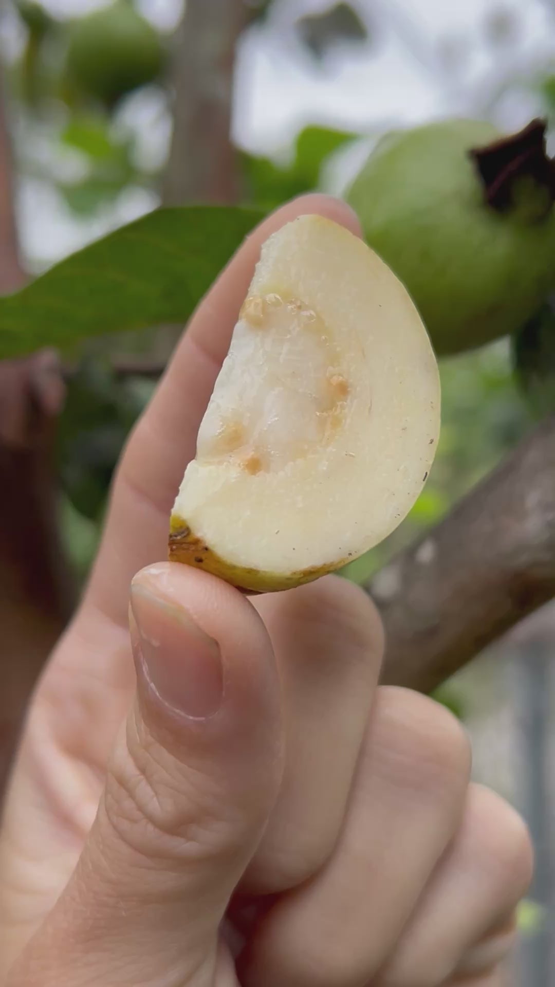 Guava Tree 'Indonesian White Seedless'