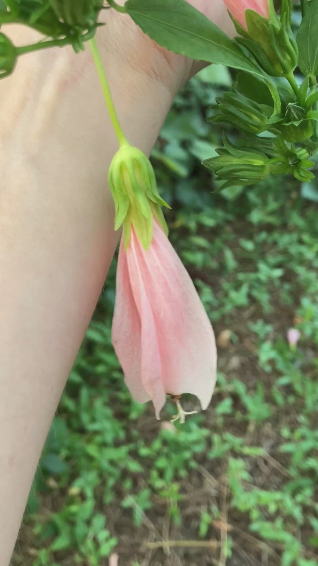 Turk's Cap Hibiscus - Pink Flower – Incredible Edible Landscapes