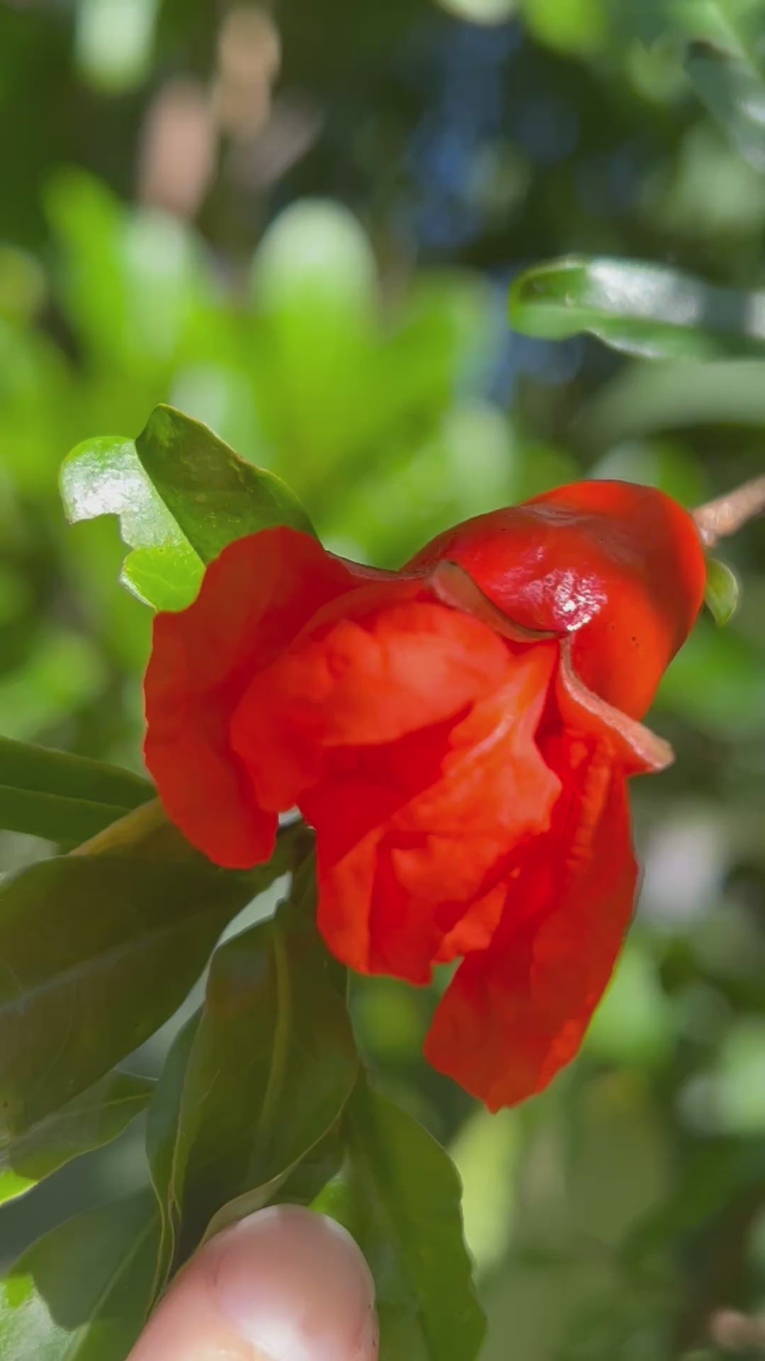 Pomegranate-Flower-Foliage