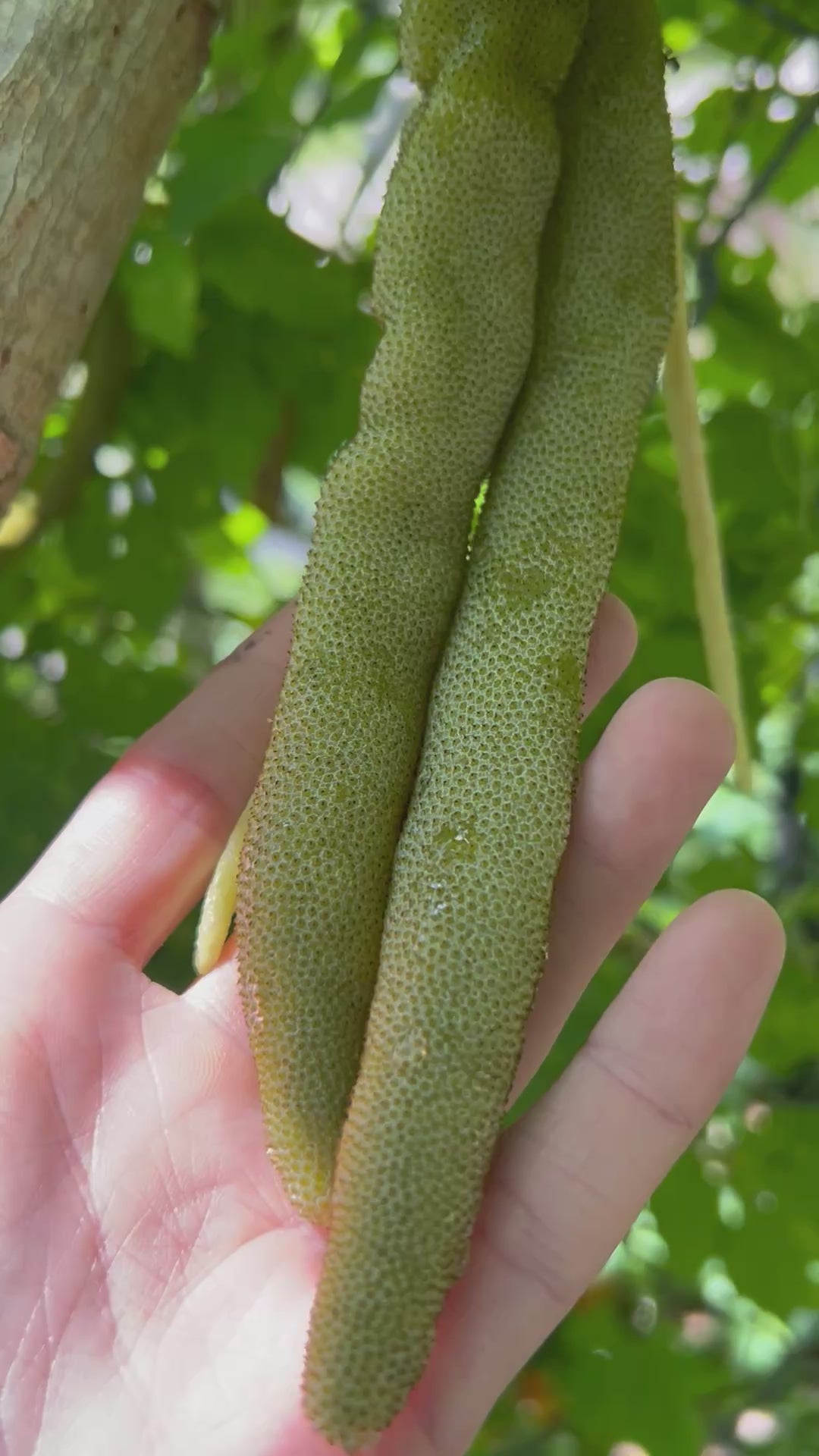 Cecropia-PickingFruits