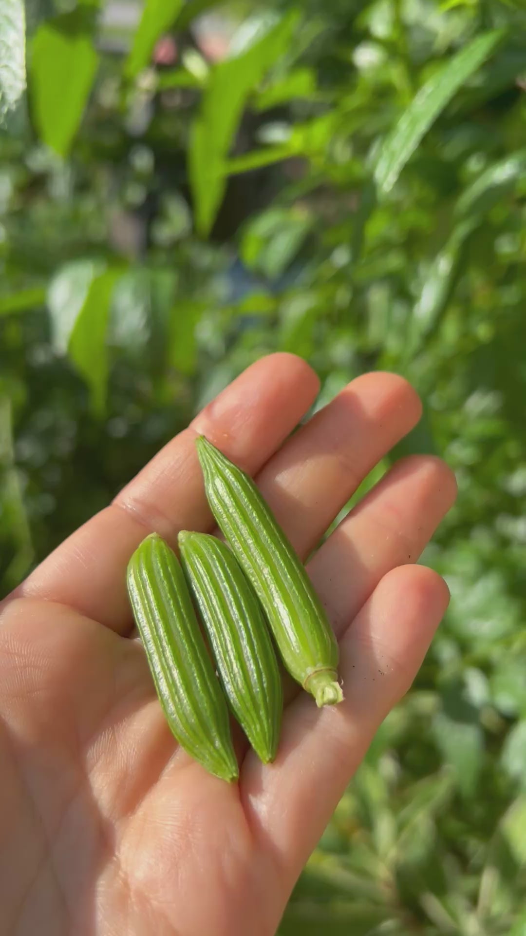 Egyptian Spinach Pods