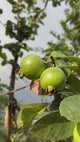 Guava Tree 'Indonesian White Seedless'