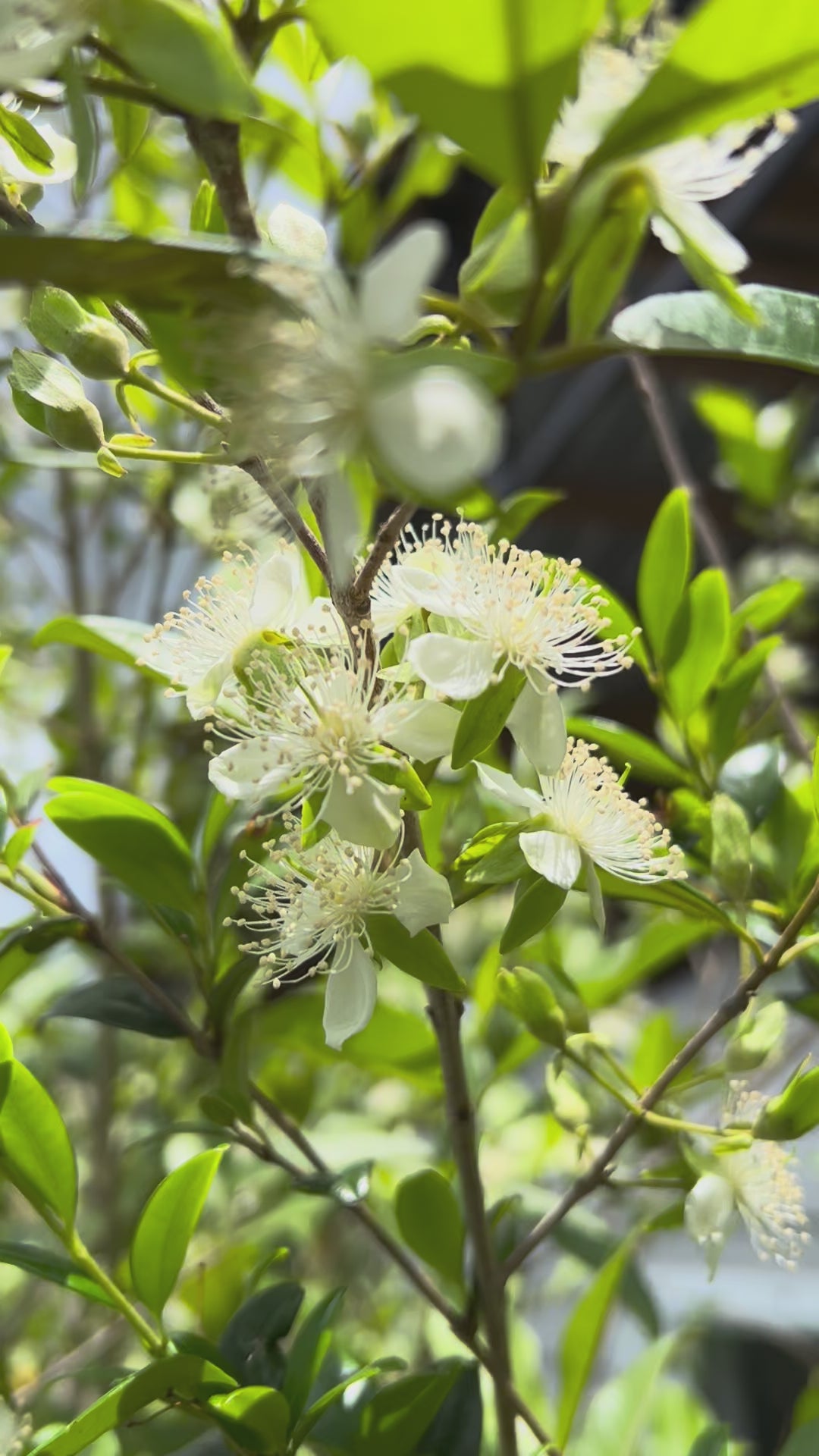 Pitomba Tree