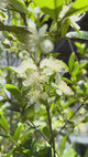 Pitomba Tree