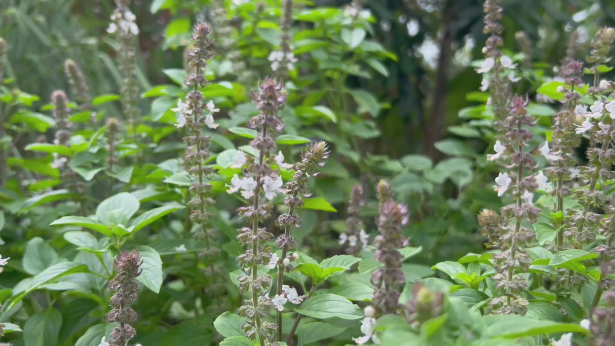 African Tree Basil Flowers