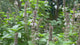 African Tree Basil Flowers