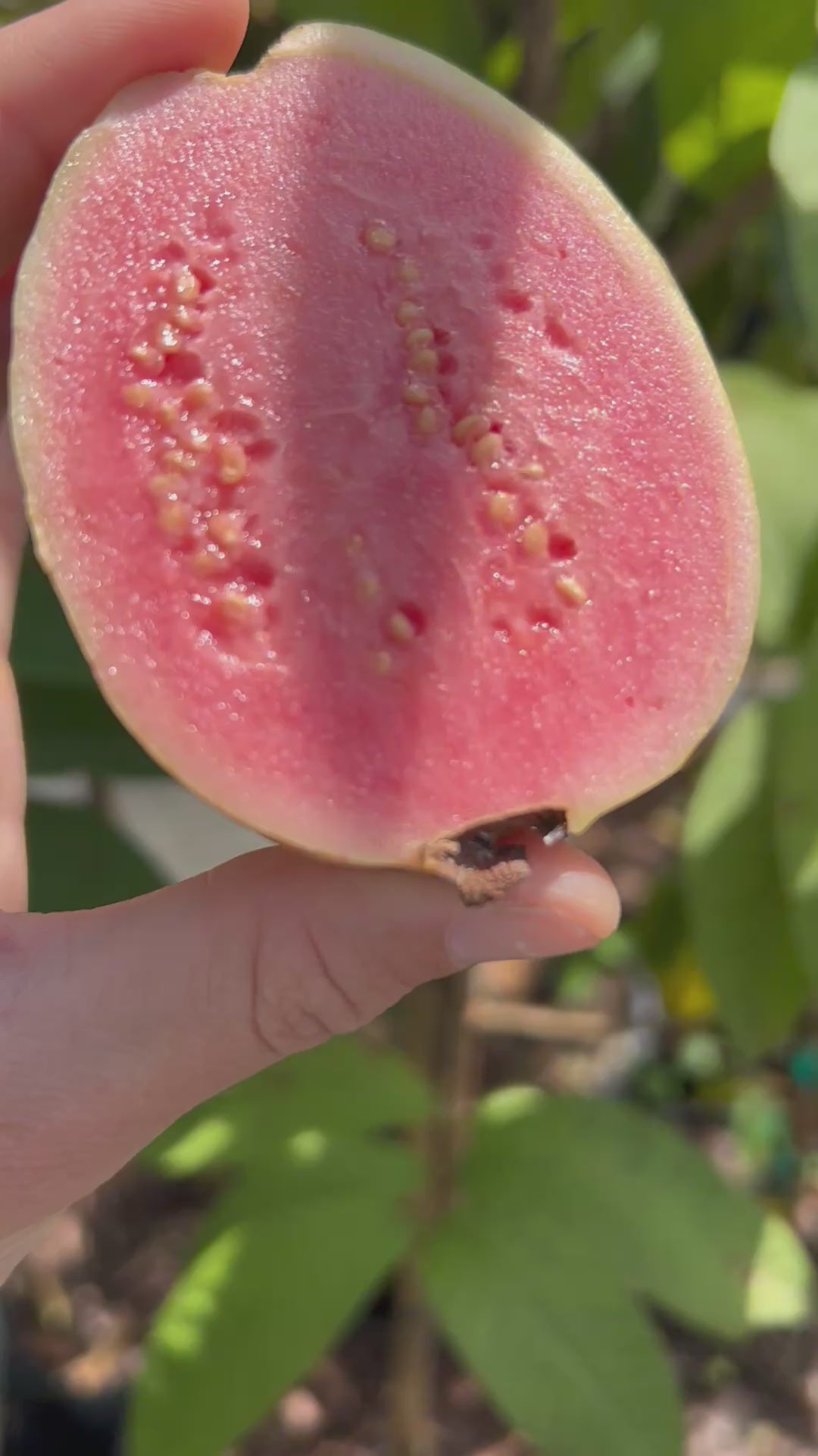 Guava Tree 'Ruby Supreme'