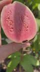 Guava Tree 'Ruby Supreme'