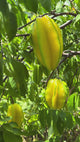 Carambola (Starfruit) Tree 'Bell'