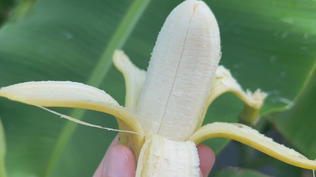 Banana-DwarfBrazilian-OpenRipeFruit