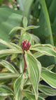 SpiralGinger-Variegated-Flower
