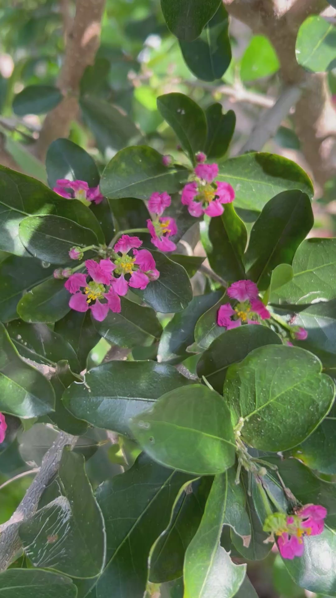 BarbadosCherry-Flowers