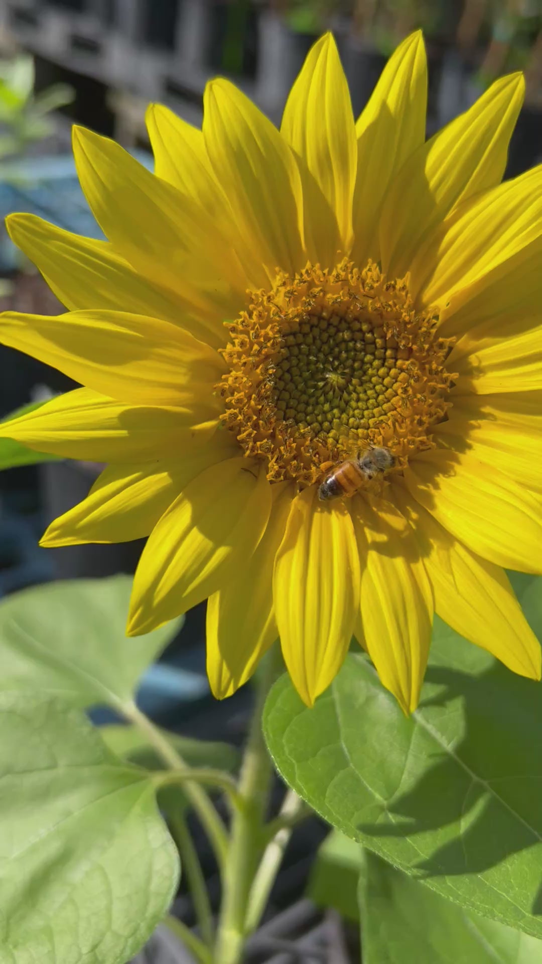 Sunflower-OpenFlowerWithBee