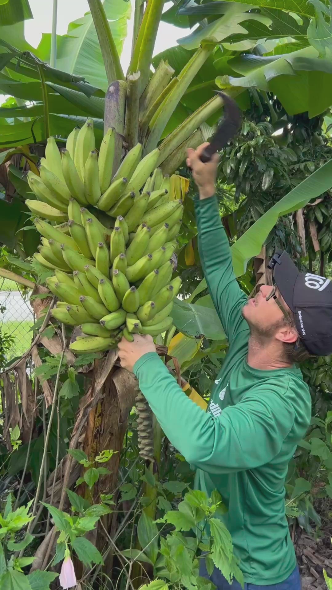 Banana Plant 'Mona Lisa' (FHIA-02) – Incredible Edible Landscapes
