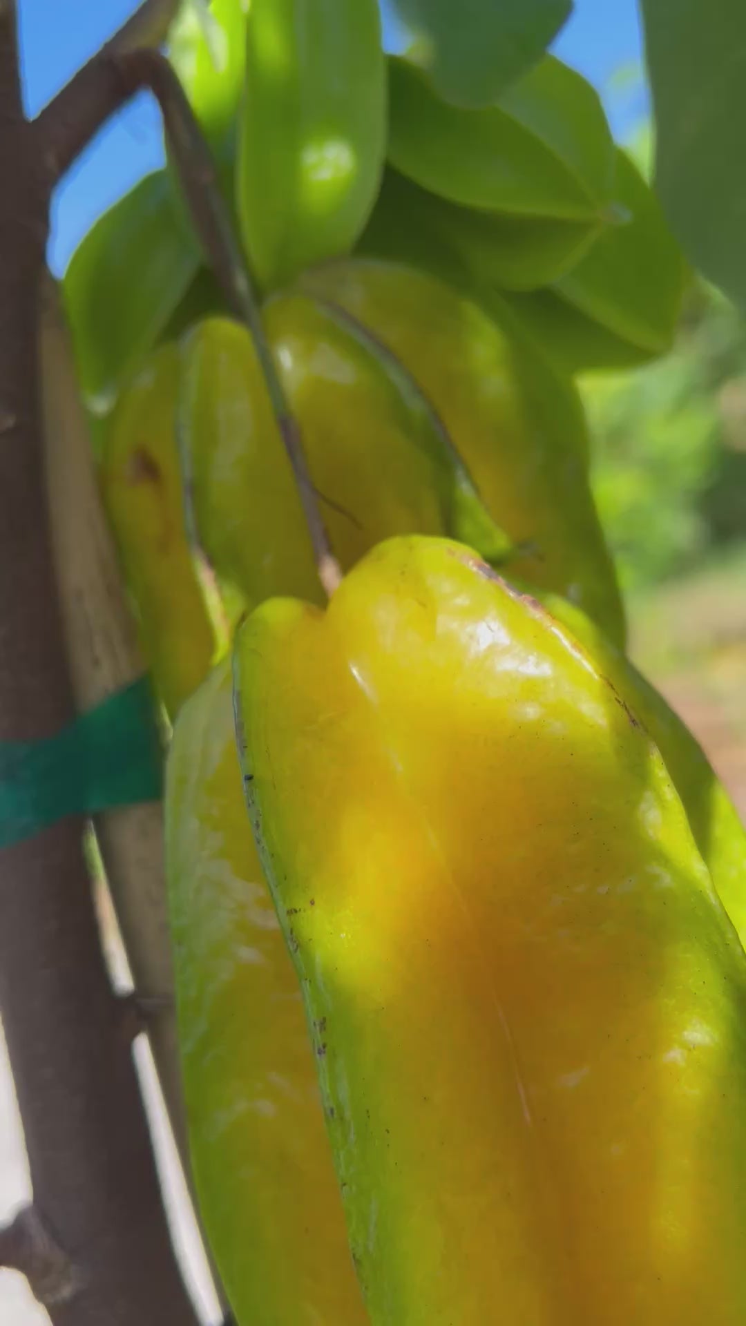 Carambola-Lara-FruitOnTree