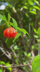 SurinamCherry-ZillDark-BabyFruitAndFlowers