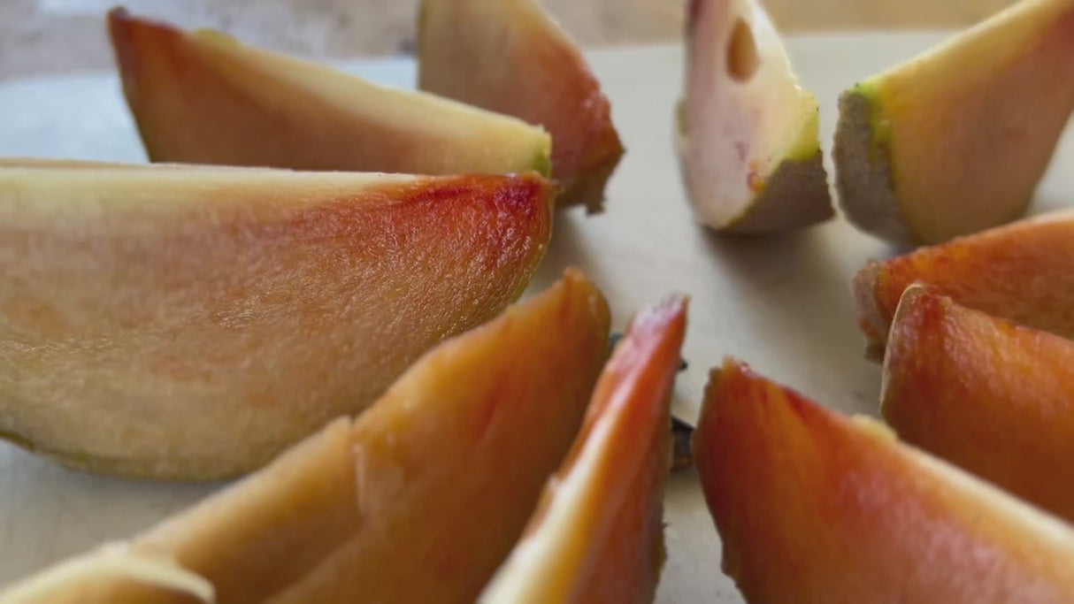 Sapodilla-Molix?