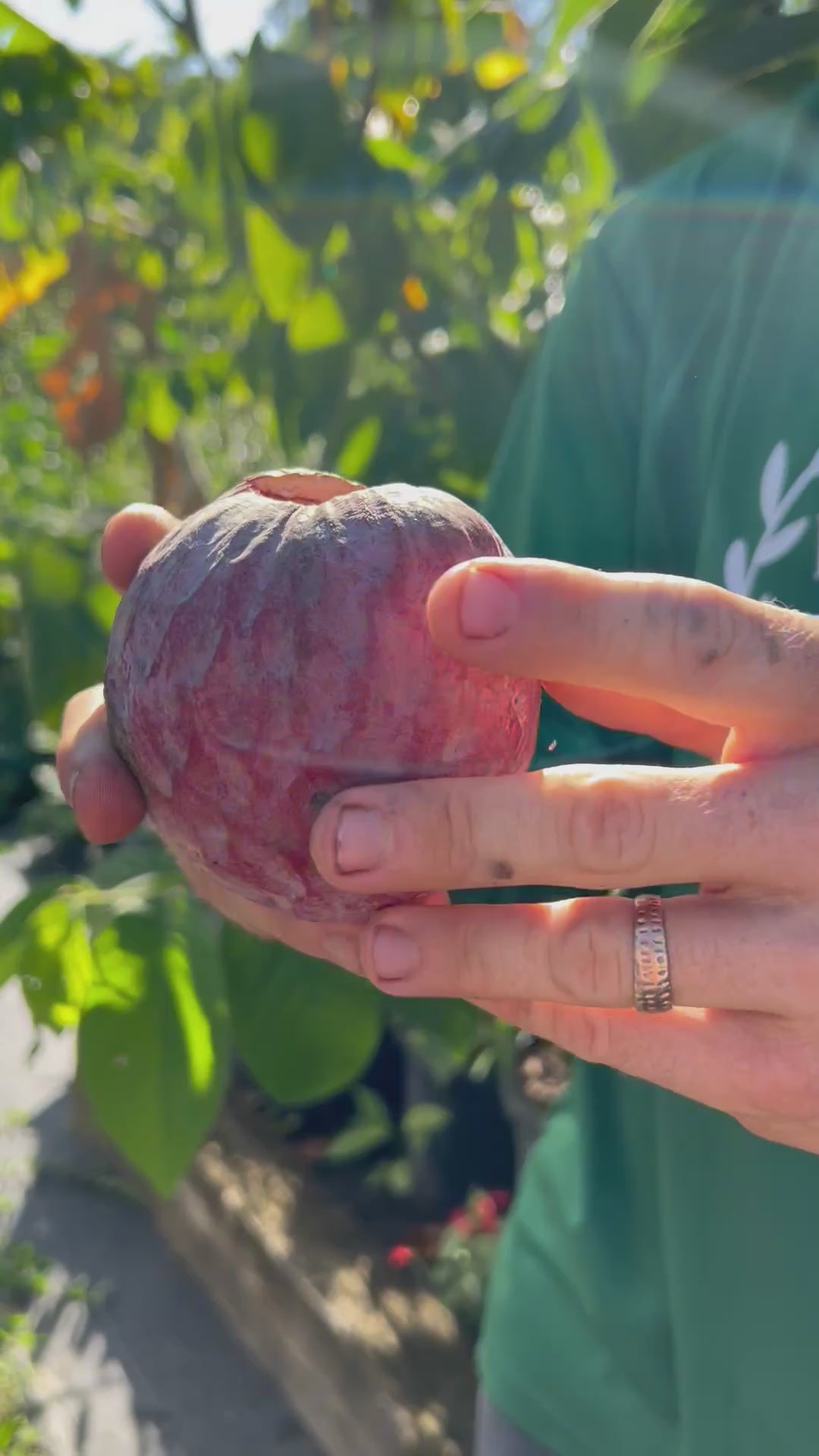 Cherilata-RipeFruitOpening