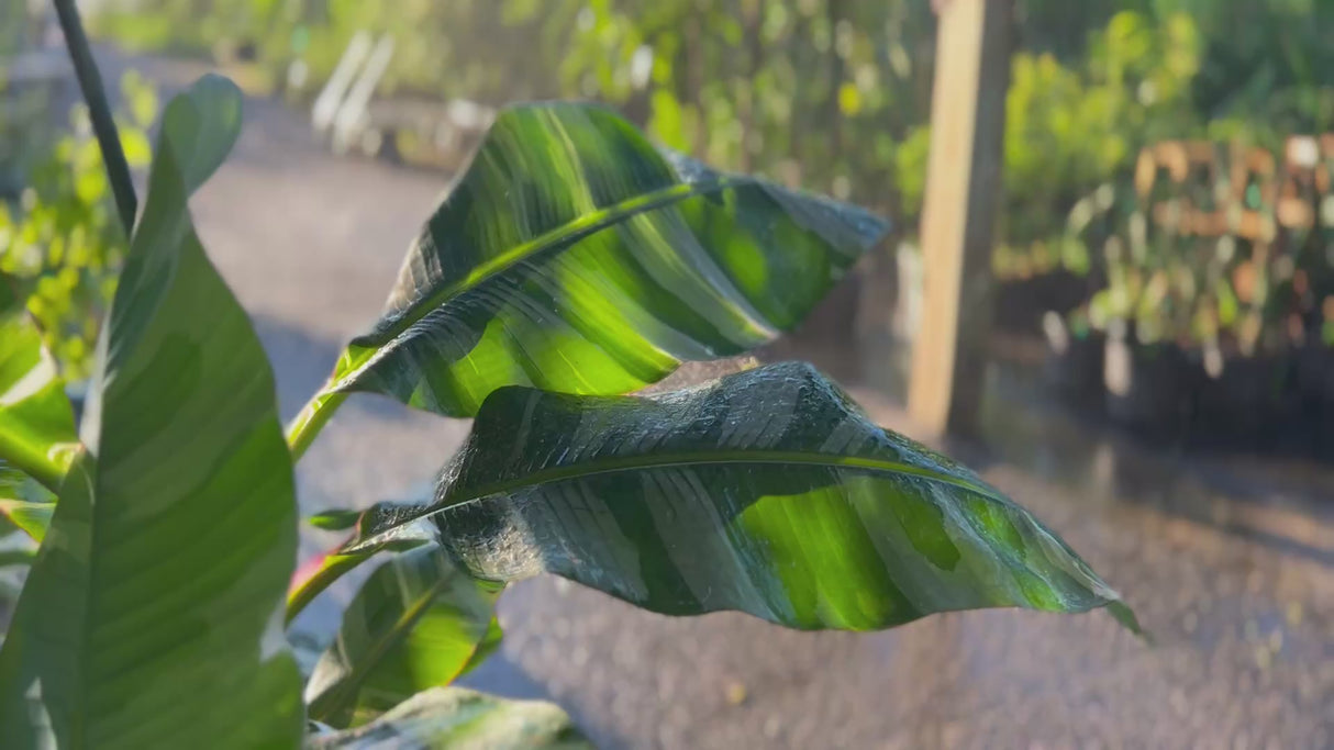 Bananas-VariegatedFlorida-FoliageSwayingInRain