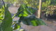 Bananas-VariegatedFlorida-FoliageSwayingInRain