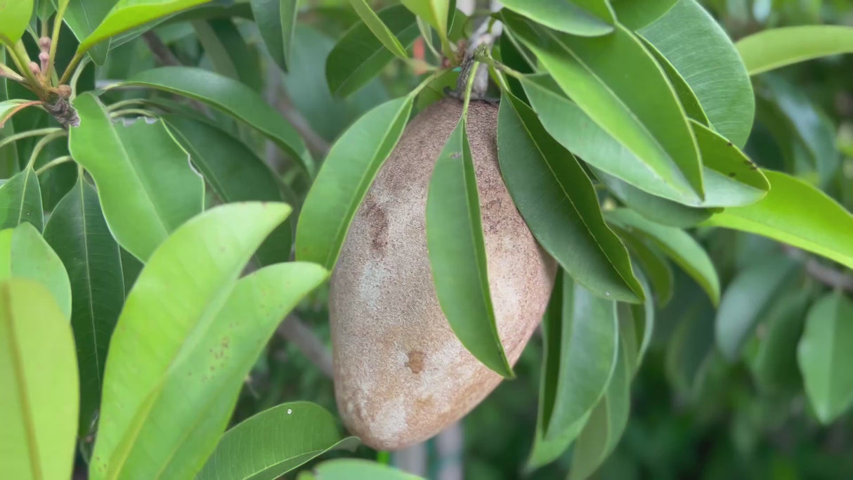 Sapodilla-Butterscotch-FruitOnTree