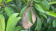 Sapodilla-Butterscotch-FruitOnTree