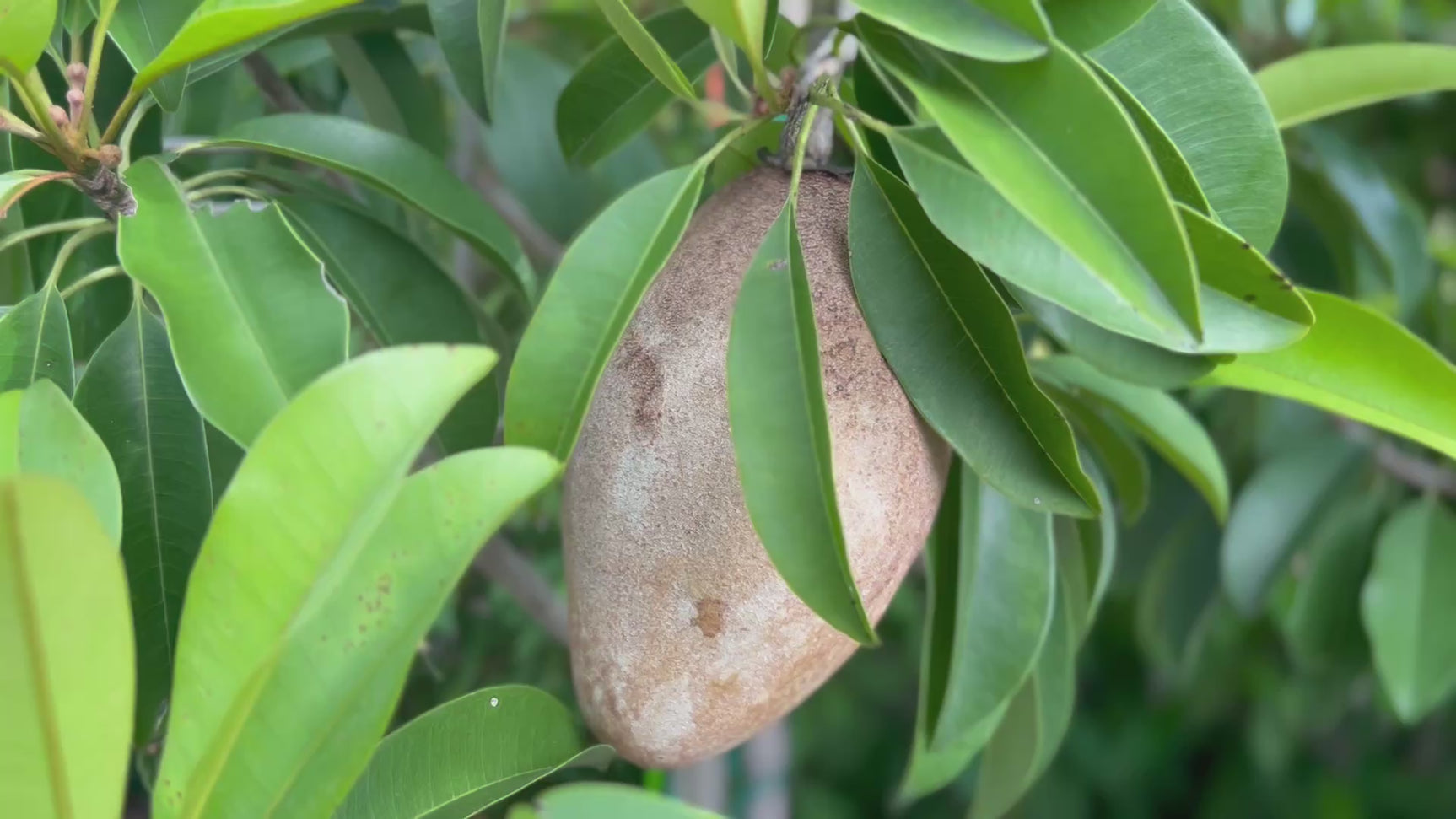 Sapodilla-Butterscotch-FruitOnTree