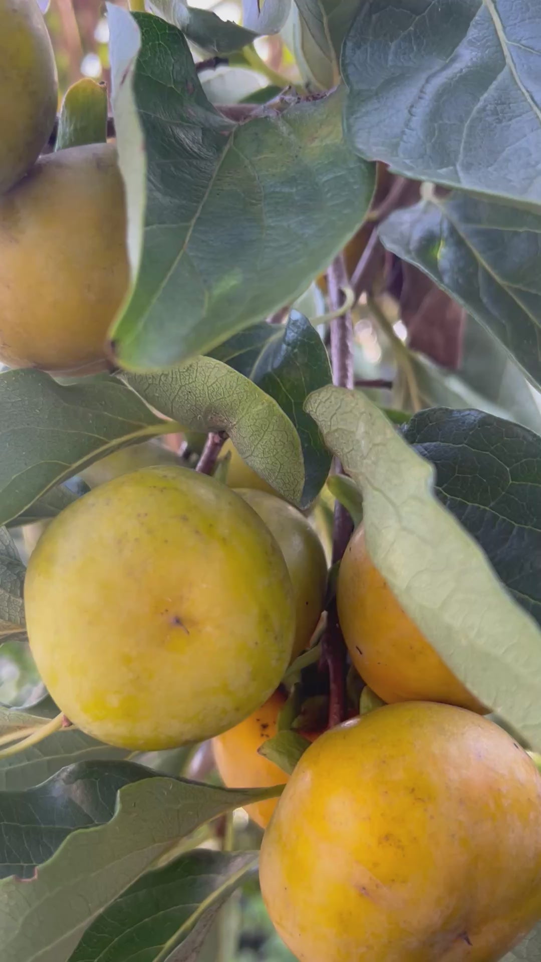 Persimmons-IDKVariety-LOADEDFRUITS