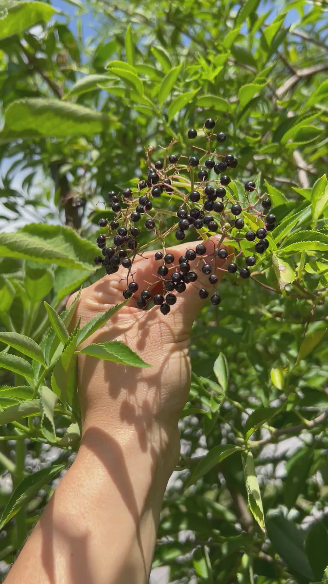 Elderberry-TouchingFruits