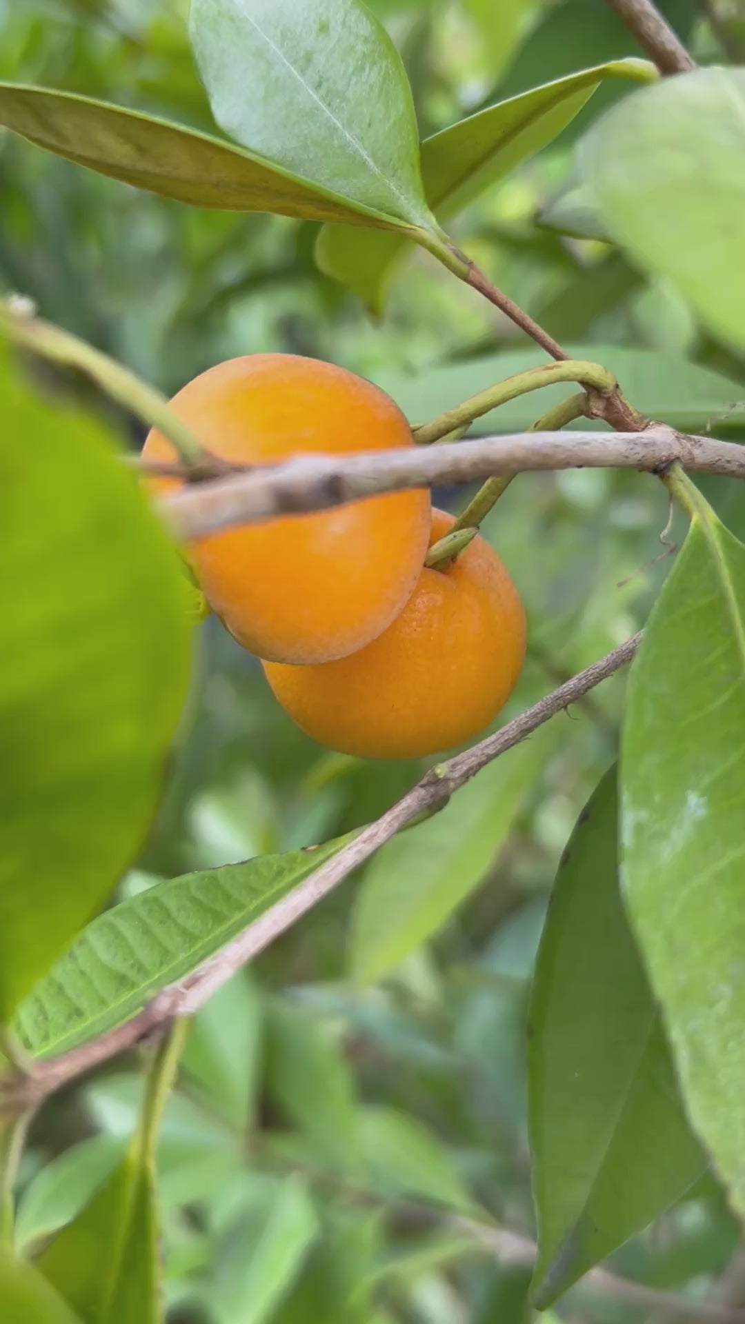 Pitomba-MatureFruits