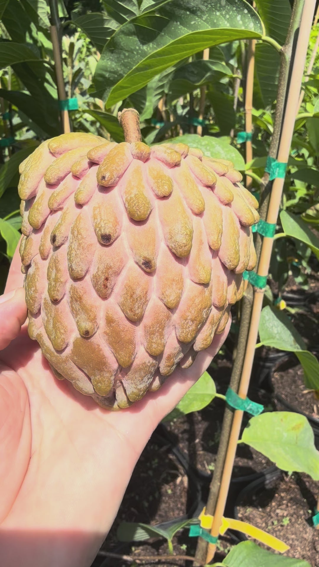 Lisa Atemoya fruit 
